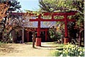 木々の中に建つ鳥居と、奥に見えている尾崎神社の写真