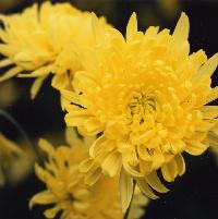 3輪の黄色い菊の花が咲いている写真