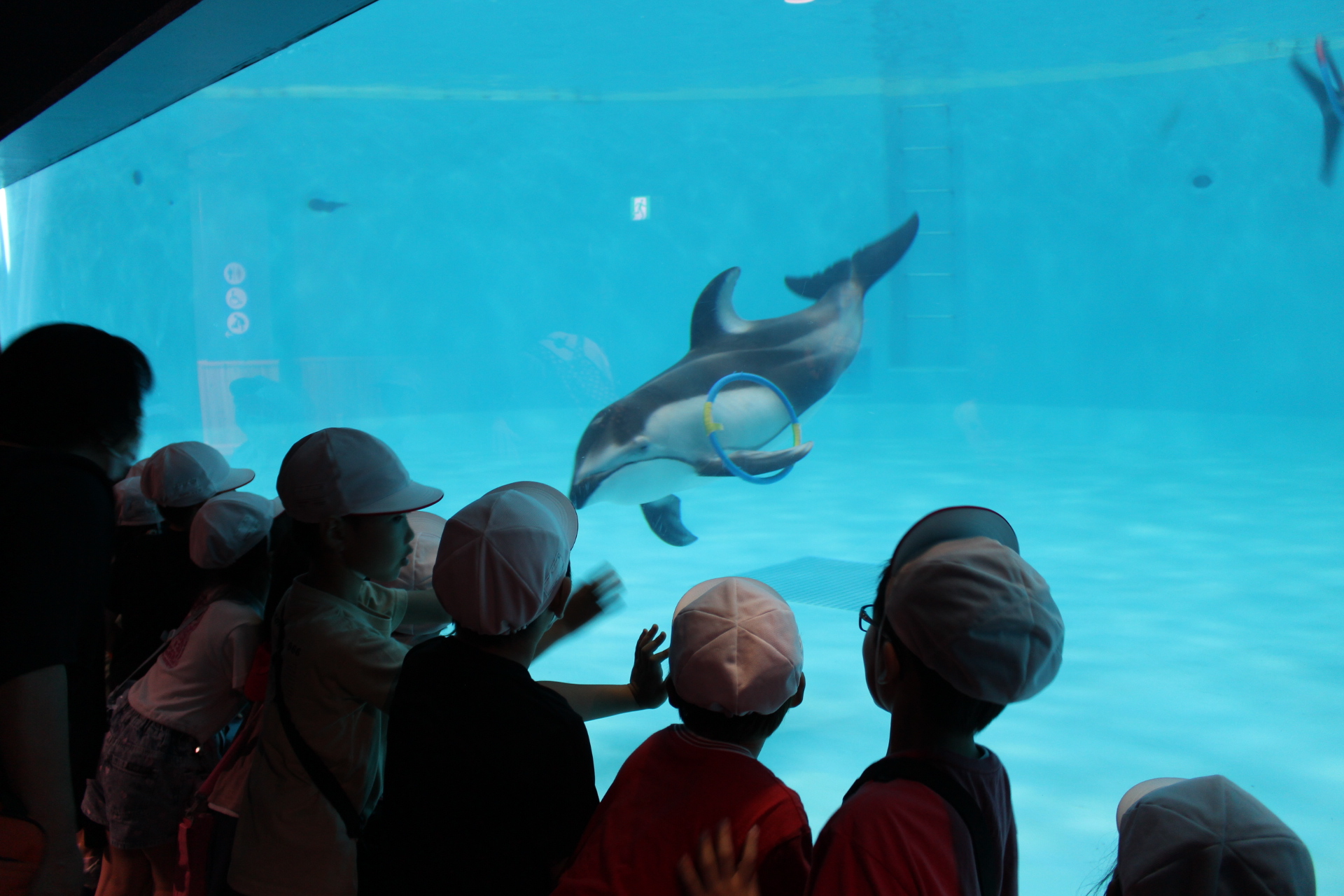 1年水族館2