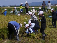 稲刈り3