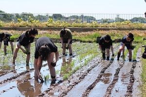 田植え