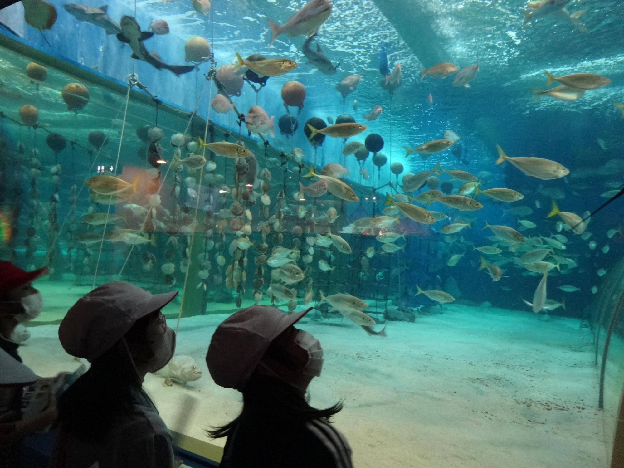 水族館の様子