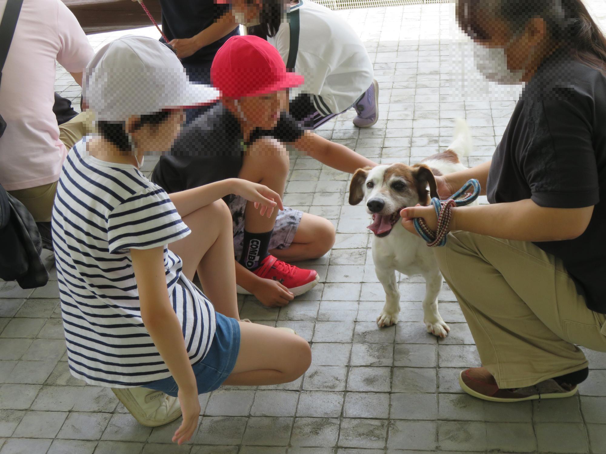 犬とのふれあい