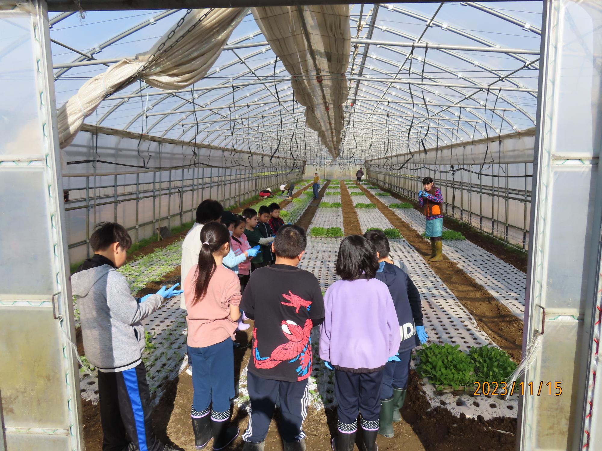 植え付け1