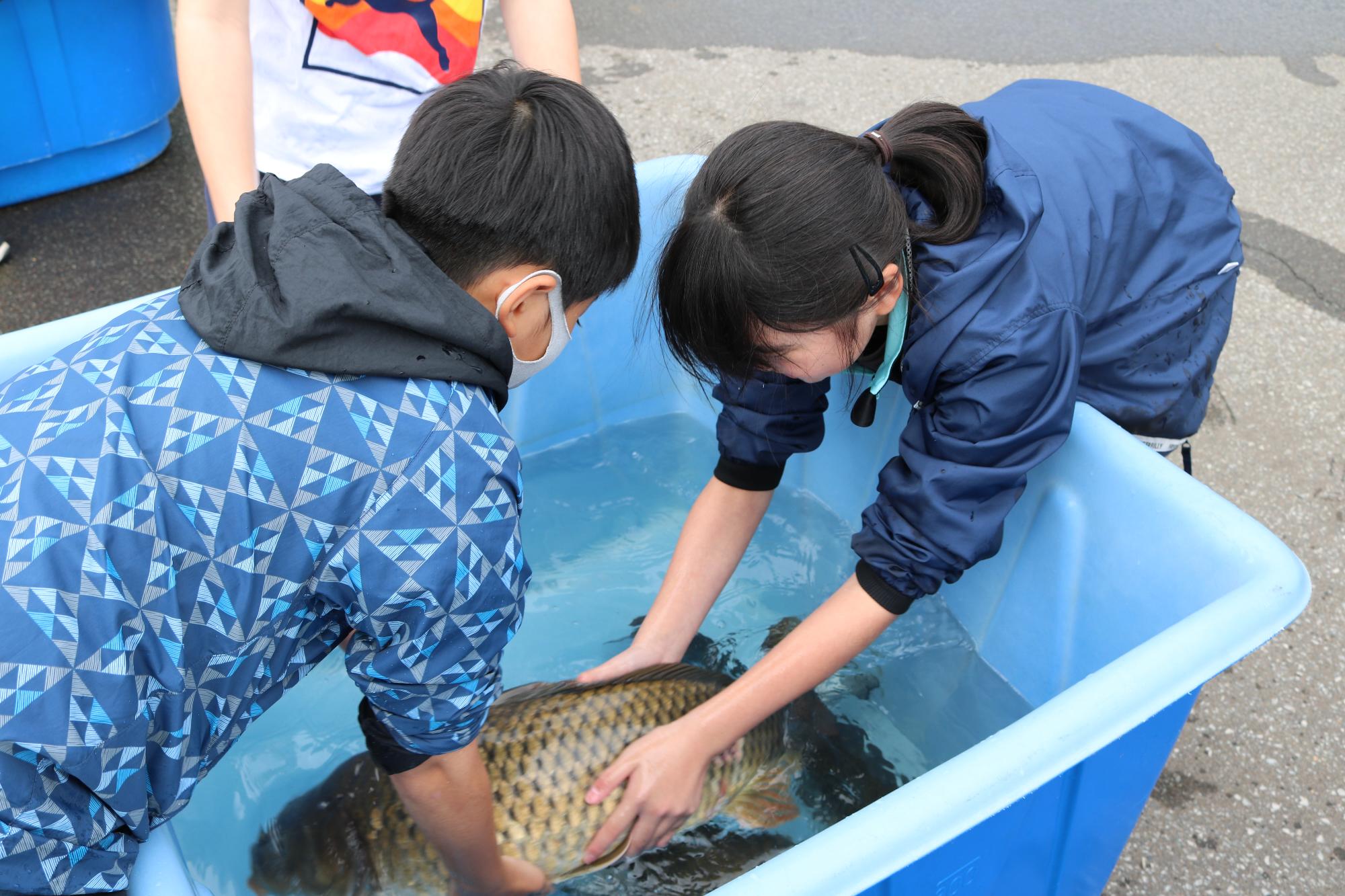 用水路の生き物