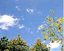 見上げた木々の枝先に広がっている、白い雲と青空の写真