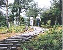 森林の中、丸太でできた階段の散策路を登っていく人の後ろ姿の写真